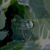 Sonidos de la Naturaleza | Música Relajante | Relajación