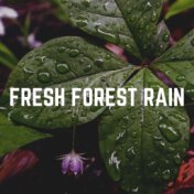 Fresh Forest Rain