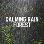 Calming Rain Forest