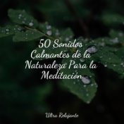 50 Sonidos Calmantes de la Naturaleza Para la Meditación