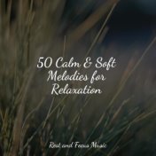50 Calm & Soft Melodies for Relaxation