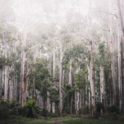 Sonidos de la Naturaleza Tranquila Para la Terapia de Spa