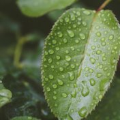 25 Tranquil Rain Sounds to Help You Relax