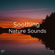 !!!" Soothing Nature Sounds "!!!