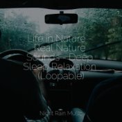 Life in Nature - Real Nature Sounds - Deep Sleep Relaxation (Loopable)