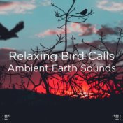 !!!" Relaxing Bird Calls Ambient Earth Sounds "!!!