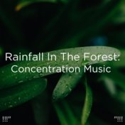 !!!" Rainfall In The Forest: Concentration Music  "!!!