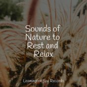 Sounds of Nature to Rest and Relax