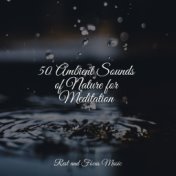 50 Ambient Sounds of Nature for Meditation