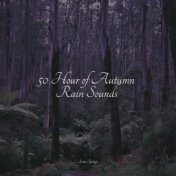 50 Hour of Autumn Rain Sounds