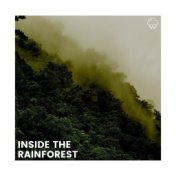 Inside the Rainforest