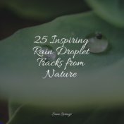 25 Inspiring Rain Droplet Tracks from Nature