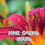 МНЕ ОЧЕНЬ ЖАЛЬ