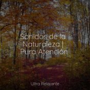 Sonidos de la Naturaleza | Pura Atención