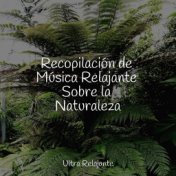Recopilación de Música Relajante Sobre la Naturaleza