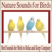 Nature Sounds for Birds: Bird Sounds for Birds to Relax and Keep Company