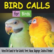 Bird Calls for Birds: Natural Bird Sounds for Your Cockatiel, Parrot, Macaw, Budgerigar, Cockatoo & Parakeet