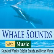 Whale Sounds With Music: Sounds of Whales, Dolphin Sounds, And Ocean Waves