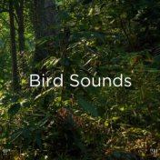 !!" Bird Sounds "!!