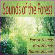 Sounds of the Forest: Forest Sounds, Bird Sounds, Nature Sounds