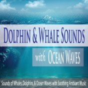 Dolphin & Whale Sounds With Ocean Waves: Sounds of Whales, Dolphins, & Ocean Waves With Soothing Ambiant Music