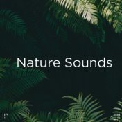 !!" Nature Sounds "!!