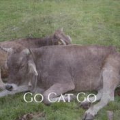 Go Cat Go