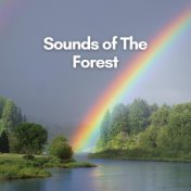 Sounds of the Forest