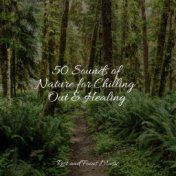 50 Sounds of Nature for Chilling Out & Healing