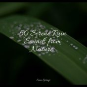 50 Winter Rain Sounds for Ultimate Spa Relaxation