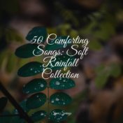 50 Comforting Songs: Soft Rainfall Collection