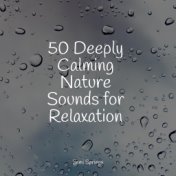 50 Deeply Calming Nature Sounds for Relaxation