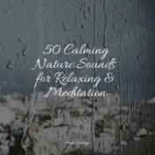 50 Calming Nature Sounds for Relaxing & Meditation