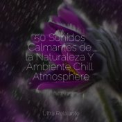 50 Sonidos Calmantes de la Naturaleza Y Ambiente Chill Atmosphere