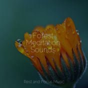 Forest Meditation Sounds