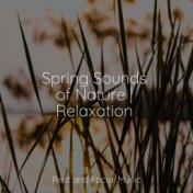 Spring Sounds of Nature | Relaxation