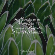 50 Sonidos de la Naturaleza - Canciones Relajantes Para la Meditación