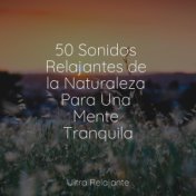 50 Sonidos Relajantes de la Naturaleza Para Una Mente Tranquila