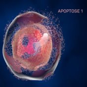 Apoptose 1