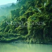 Nature Sounds of Asian Jungle