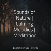 Sounds of Nature | Calming Melodies | Meditation
