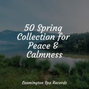 50 Spring Collection for Peace & Calmness