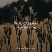 #50 Calming Songs for Sleep