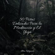 50 Pistas Delicadas Para la Meditación y El Yoga