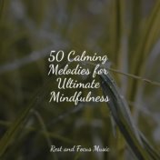 50 Calming Melodies for Ultimate Mindfulness