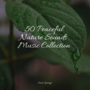 50 Peaceful Nature Sounds Music Collection
