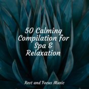 50 Calming Compilation for Spa & Relaxation