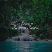 50 Sounds of Rainforest Rainfall