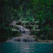 50 Ambient Rain Sounds for Healing and Autumn Rain
