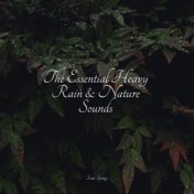 The Essential Heavy Rain & Nature Sounds